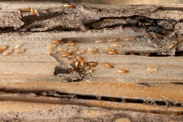 Best Bed Bug Extermination  in Keary, NE
